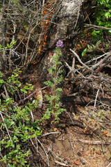 Phacelia franklinii