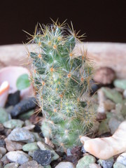 Cactaceae