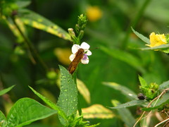 Pardaleodes edipus