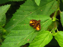 Pardaleodes edipus