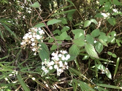 Viburnum erosum