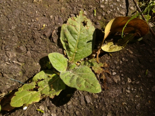 Nicotiana tabacum