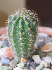Cactaceae