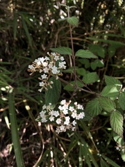 Viburnum erosum