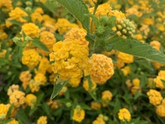 Lantana × hybrida