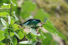 Dacnis lineata