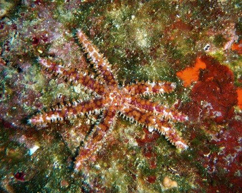 White Sea Star, photo 3 of 7
