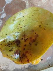 Magnoliopsida
