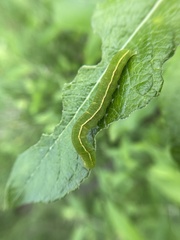 Scoliopteryx libatrix