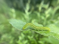 Scoliopteryx libatrix