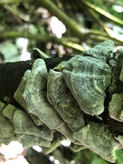 Trametes versicolor image