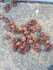 Pyrrhocoris apterus