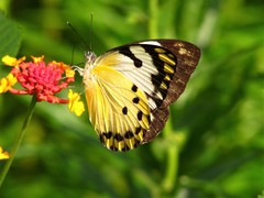 Belenois calypso calypso