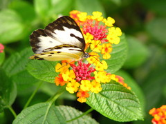 Belenois calypso calypso