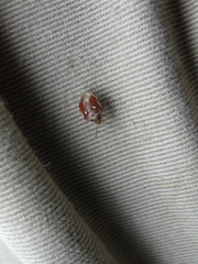 Stagonomus bipunctatus pusillus