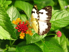 Belenois calypso calypso