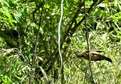 Passerina cyanea