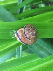 Cepaea nemoralis