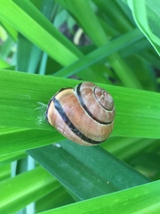 Cepaea nemoralis