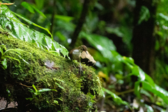 Microcerculus marginatus