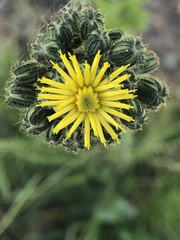 Pilosella piloselloides image
