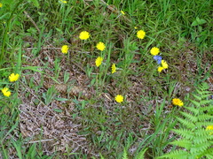 Pilosella lactucella