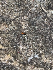 Phidippus insignarius