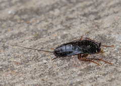 Blatta orientalis