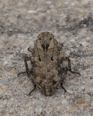 Thecesternus affinis