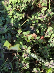 Oxalis pes-caprae sericea