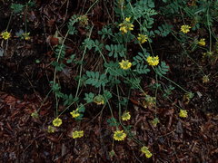 Coronilla coronata
