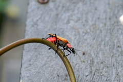 Chauliognathus faustus