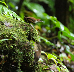 Microcerculus marginatus