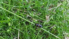 Glischrochilus hortensis