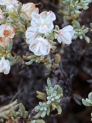 Eriogonum fastigiatum