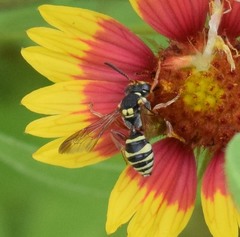 Nomada texana