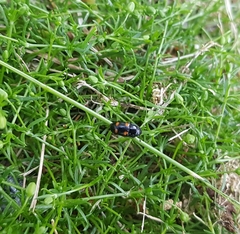 Glischrochilus hortensis