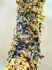 Xanthoriicola physciae