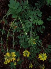 Coronilla coronata