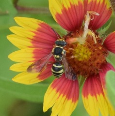 Nomada texana
