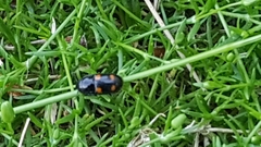 Glischrochilus hortensis