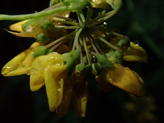 Coronilla coronata