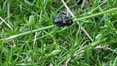 Glischrochilus hortensis