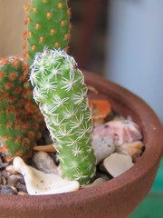 Cactaceae