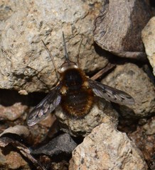 Bombylius albicapillus