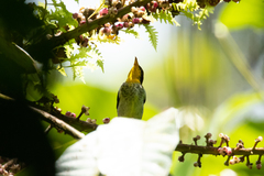 Hemithraupis flavicollis