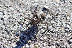 Acanthoplus