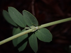 Coronilla coronata