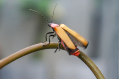 Chauliognathus faustus