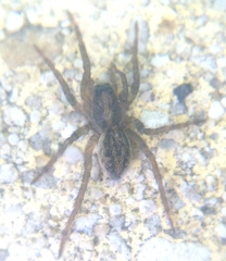 Araneae